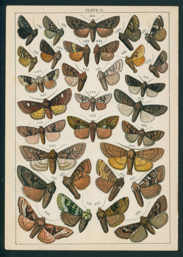 Butterfly & Moths- Chromolithograph - Authentic Vintage Antique Print