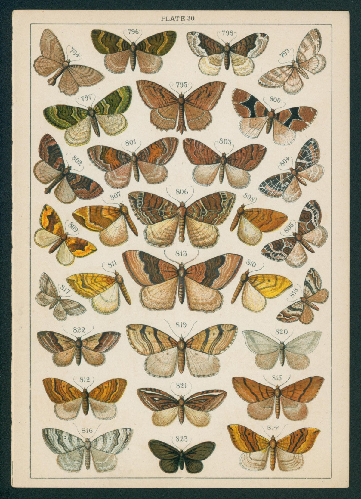 Butterfly & Moths- Chromolithograph - Authentic Vintage Antique Print