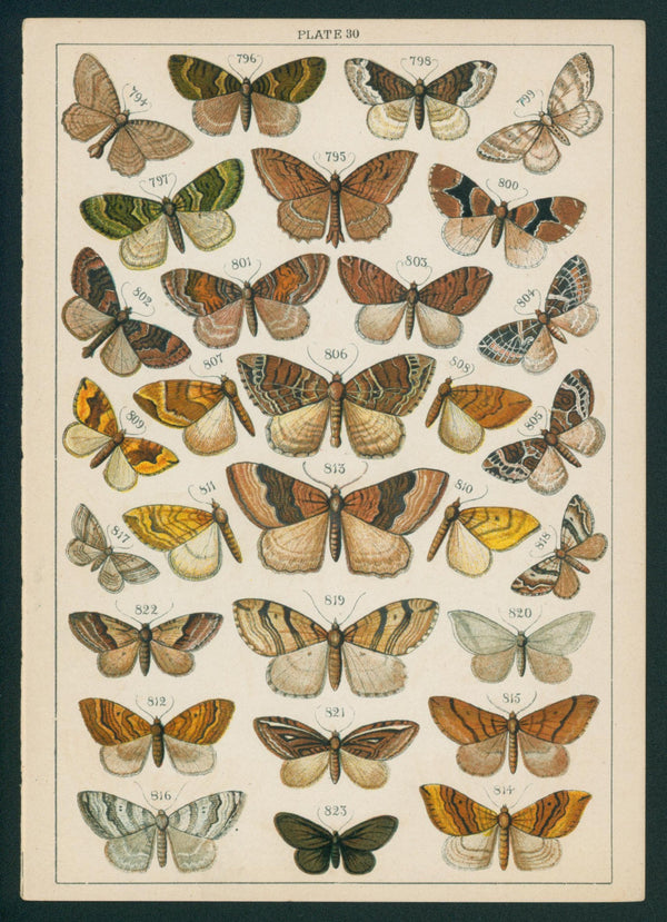 Butterfly & Moths- Chromolithograph - Authentic Vintage Antique Print