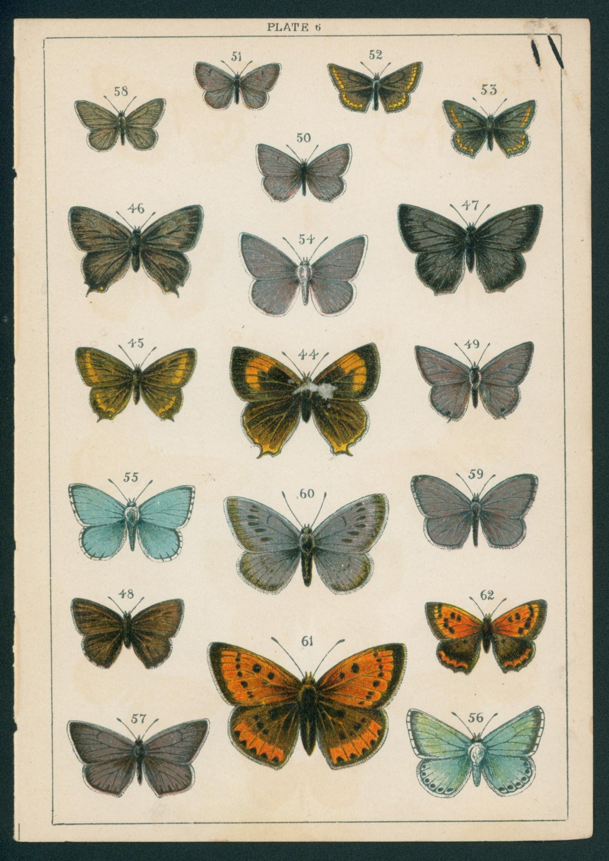 Butterfly & Moths- Chromolithograph - Authentic Vintage Antique Print