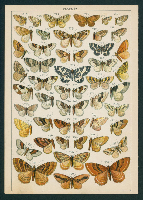 Butterfly & Moths- Chromolithograph - Authentic Vintage Antique Print