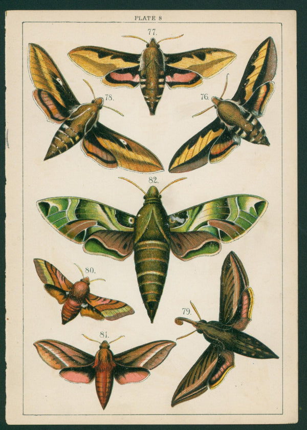 Butterfly & Moths- Chromolithograph - Authentic Vintage Antique Print