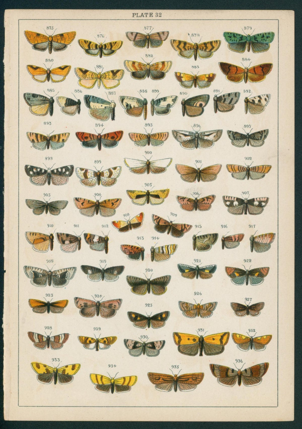 Butterfly & Moths- Chromolithograph - Authentic Vintage Antique Print