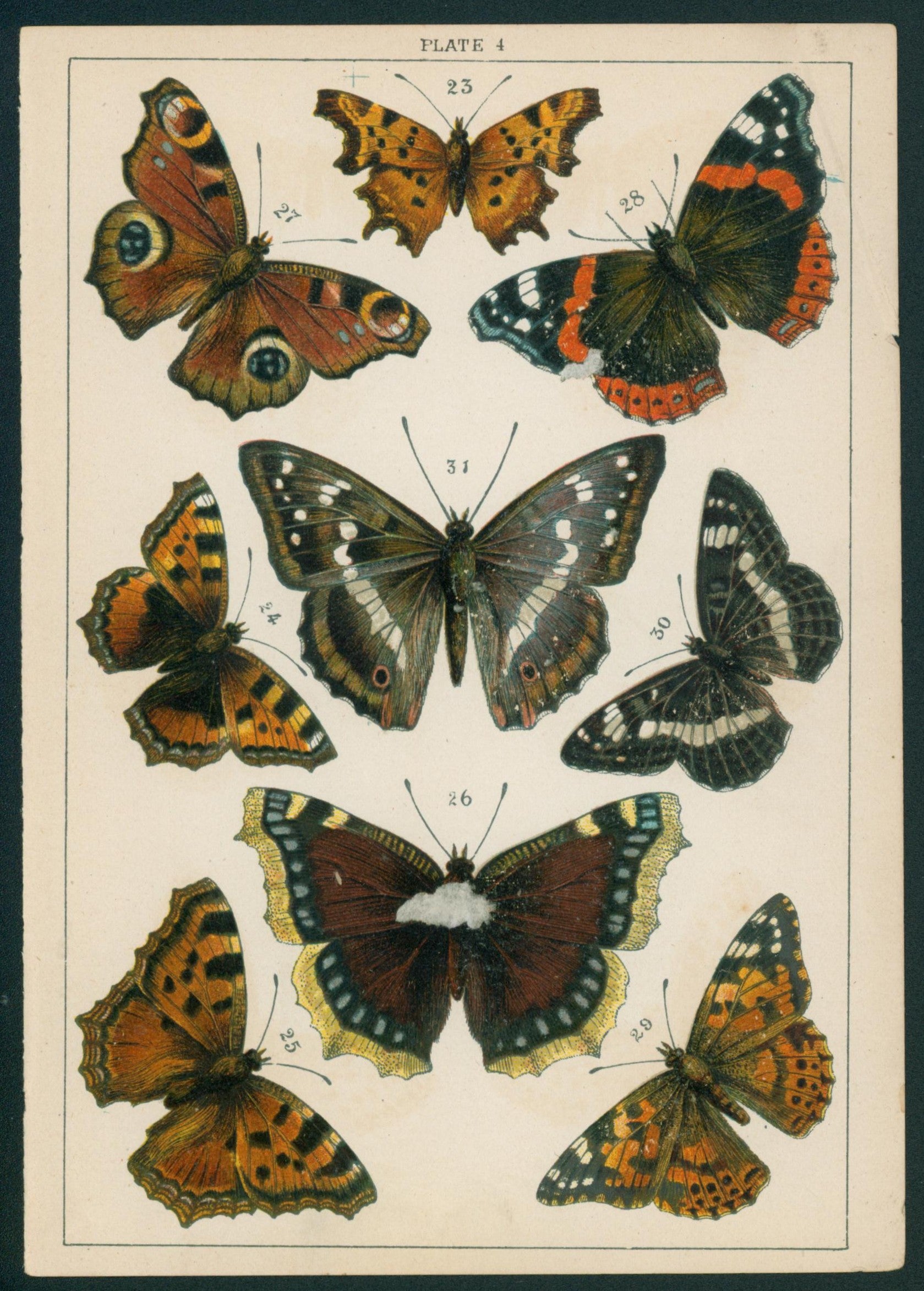 21 Butterfly & Moths- Antique Chromolithograph - Authentic Vintage Antique Print