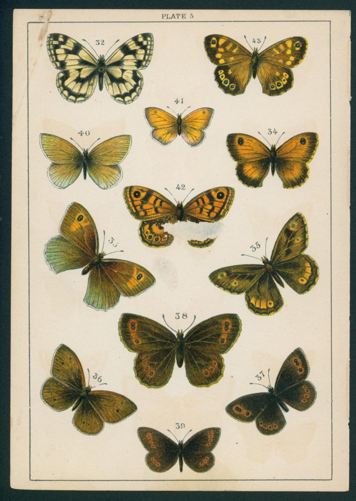 Butterfly & Moths- Chromolithograph - Authentic Vintage Antique Print