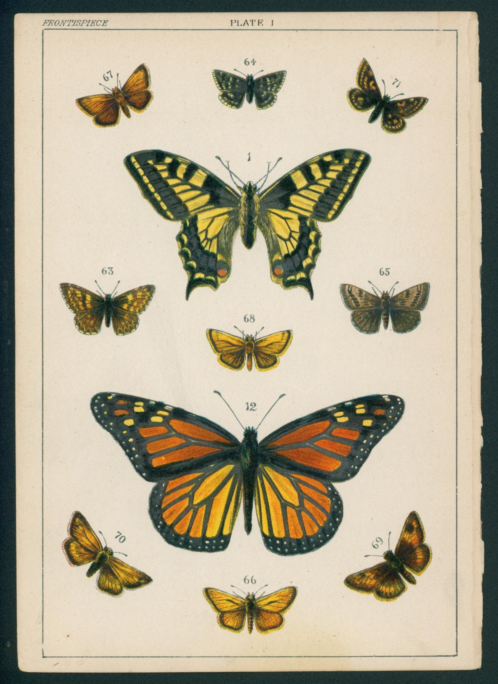 23 Butterfly & Moths- Antique Chromolithograph - Authentic Vintage Antique Print