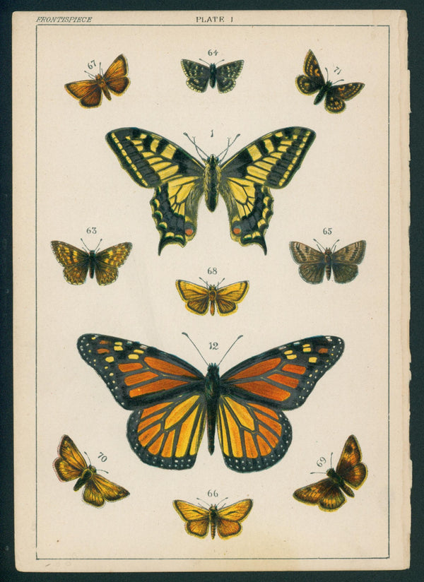 Butterfly & Moths- Chromolithograph - Authentic Vintage Antique Print