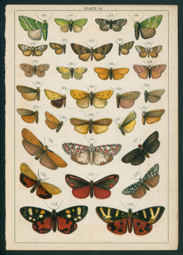 Butterfly & Moths- Chromolithograph - Authentic Vintage Antique Print