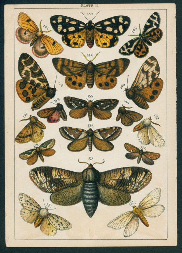 Butterfly & Moths- Antique Chromolithograph - Authentic Vintage Antique Print