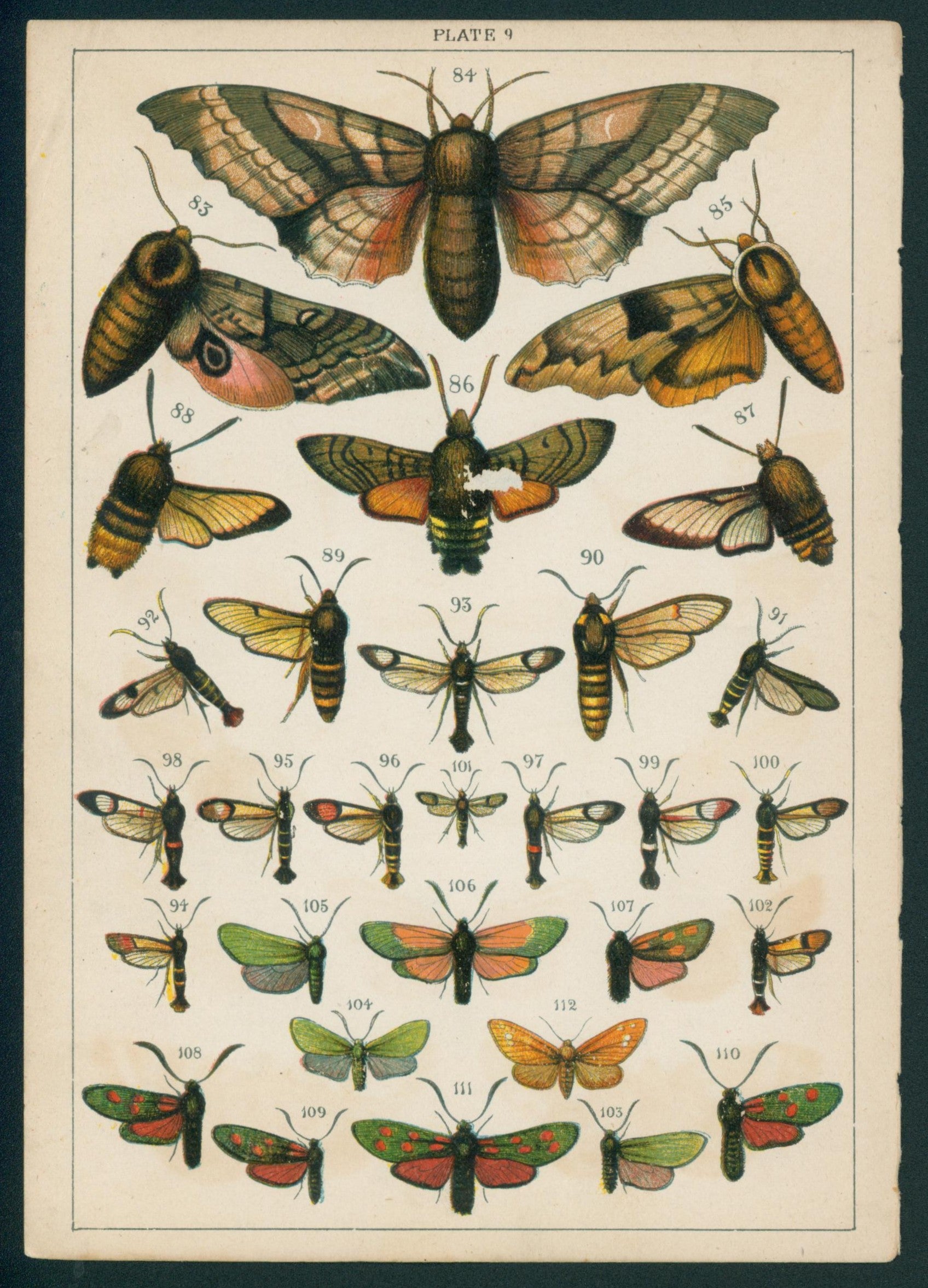 27 Butterfly & Moths- Antique Chromolithograph - Authentic Vintage Antique Print