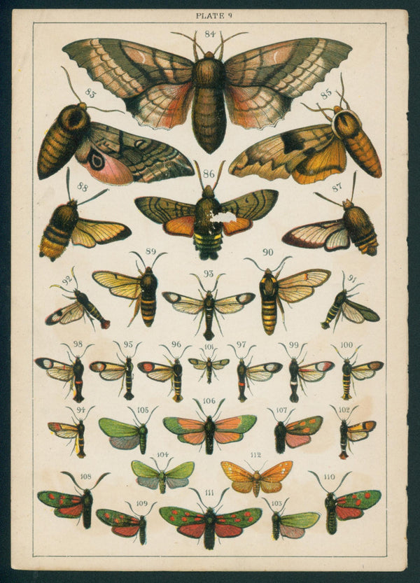 Butterfly & Moths- Chromolithograph - Authentic Vintage Antique Print