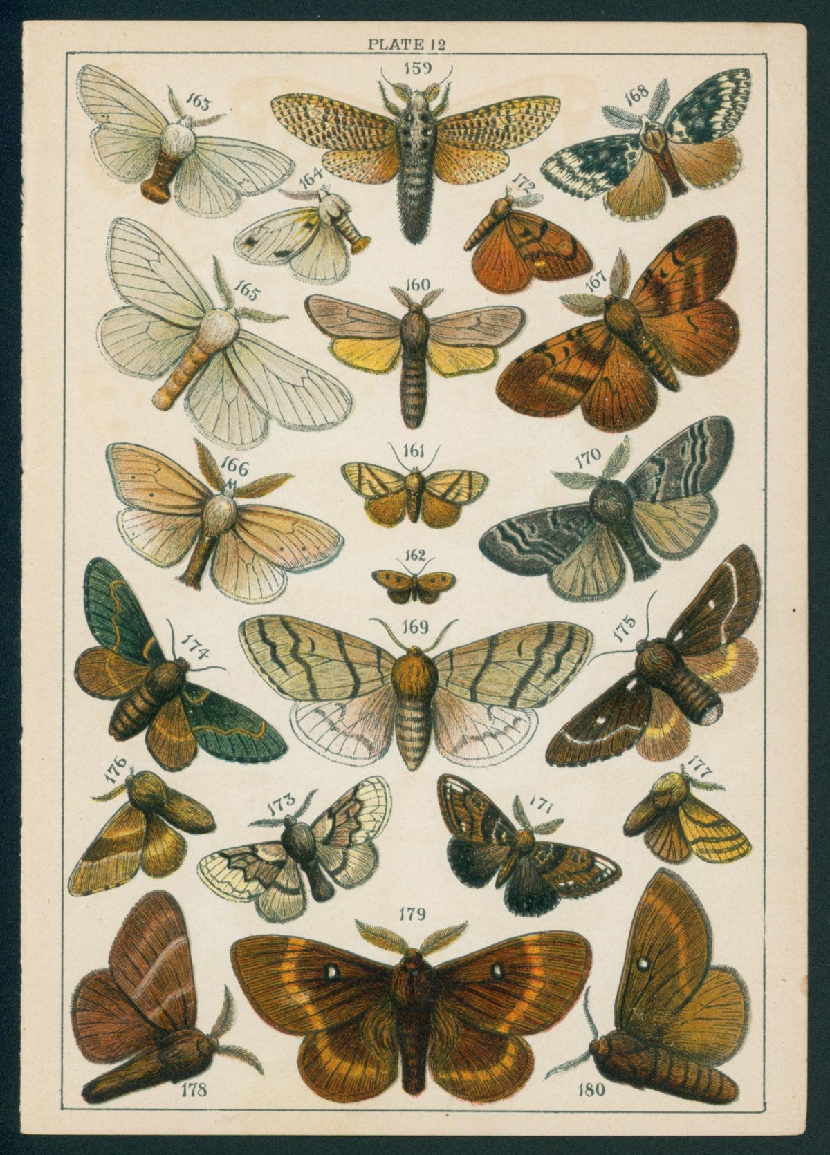 Butterfly & Moths- Chromolithograph - Authentic Vintage Antique Print