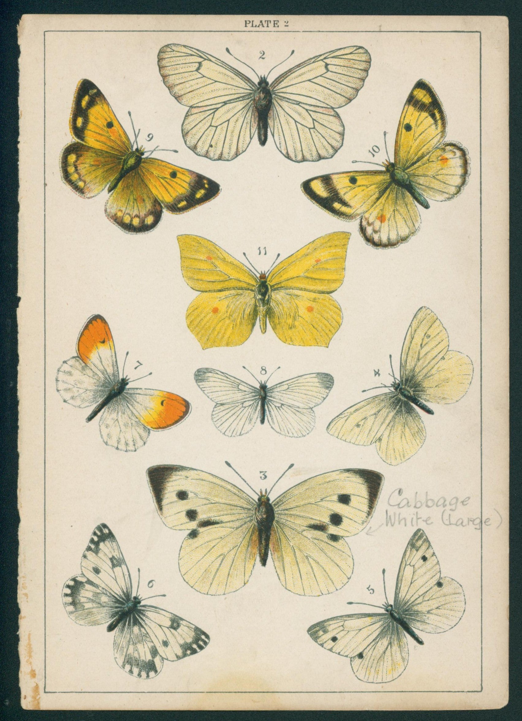 29 Butterfly & Moths- Antique Chromolithograph - Authentic Vintage Antique Print