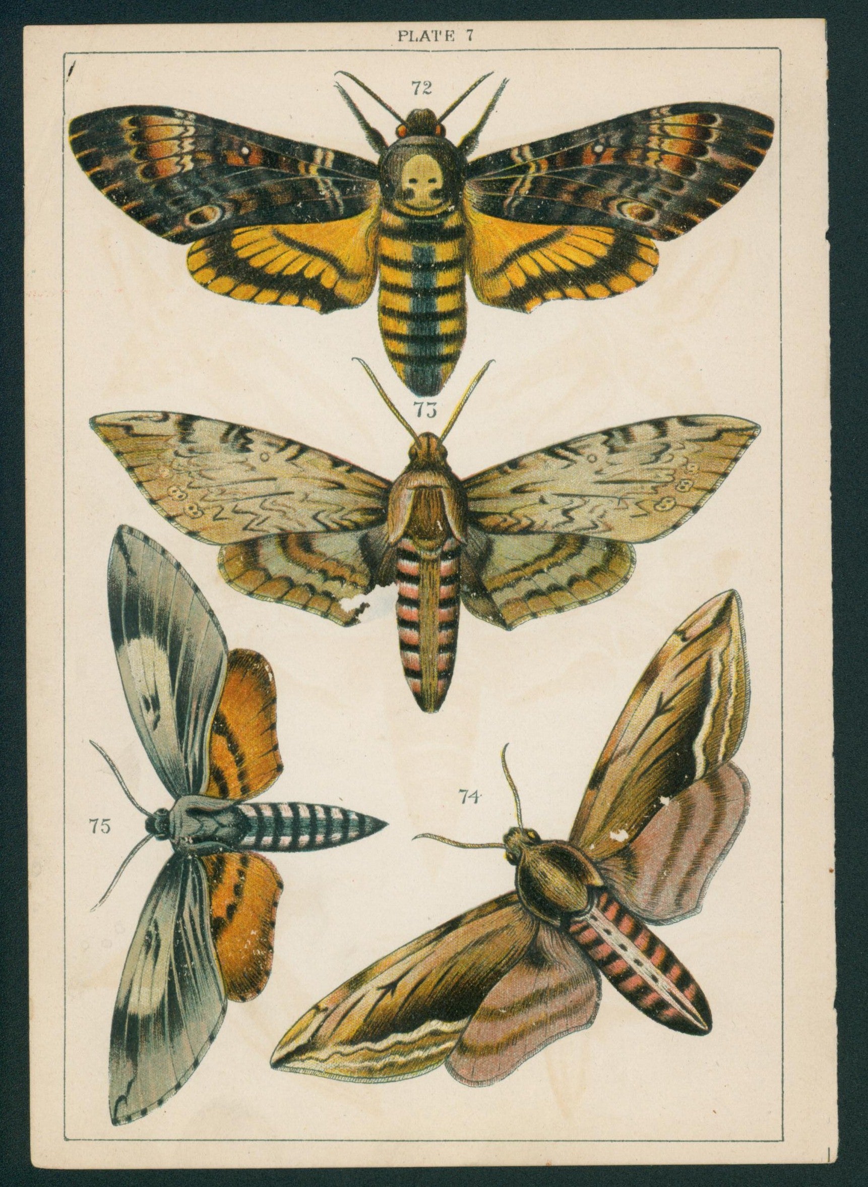 2 Butterfly & Moths- Antique Chromolithograph - Authentic Vintage Antique Print