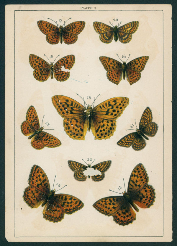 Butterfly & Moths- Chromolithograph - Authentic Vintage Antique Print