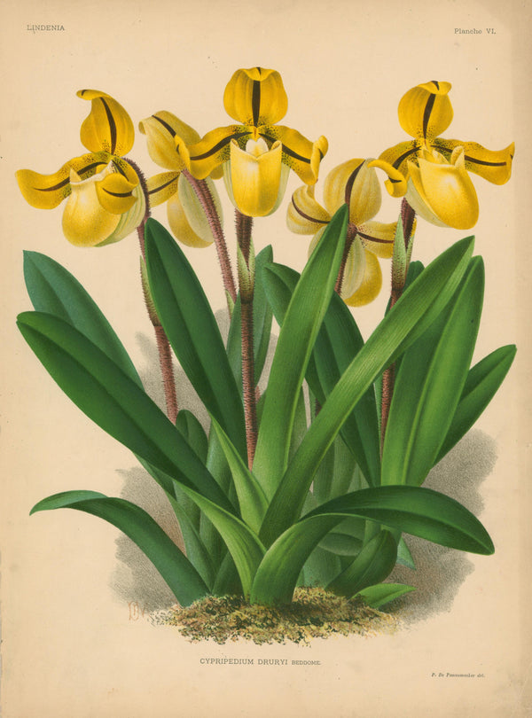 Iconography of Orchids- Chromolithograph - Authentic Vintage Antique Print