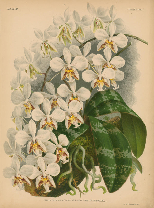 Iconography of Orchids- Chromolithograph - Authentic Vintage Antique Print