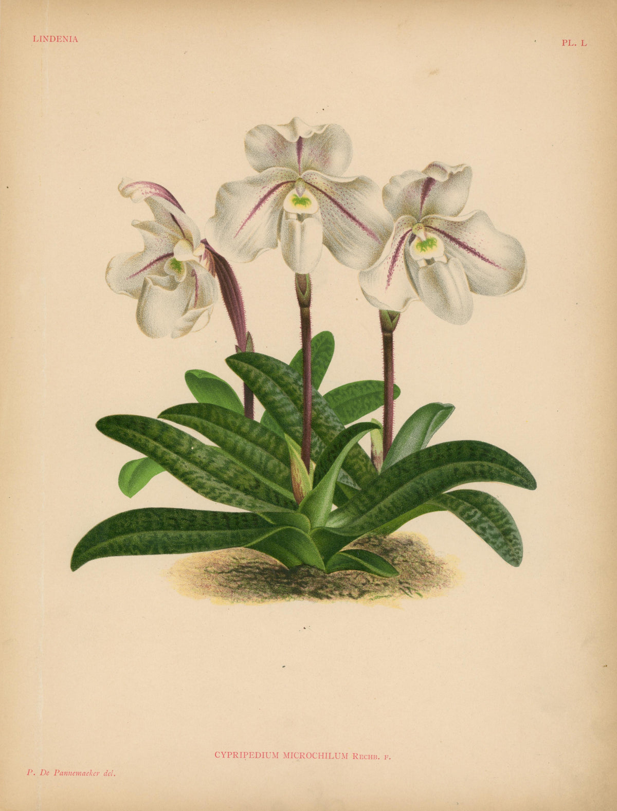 Iconography of Orchids- Chromolithograph