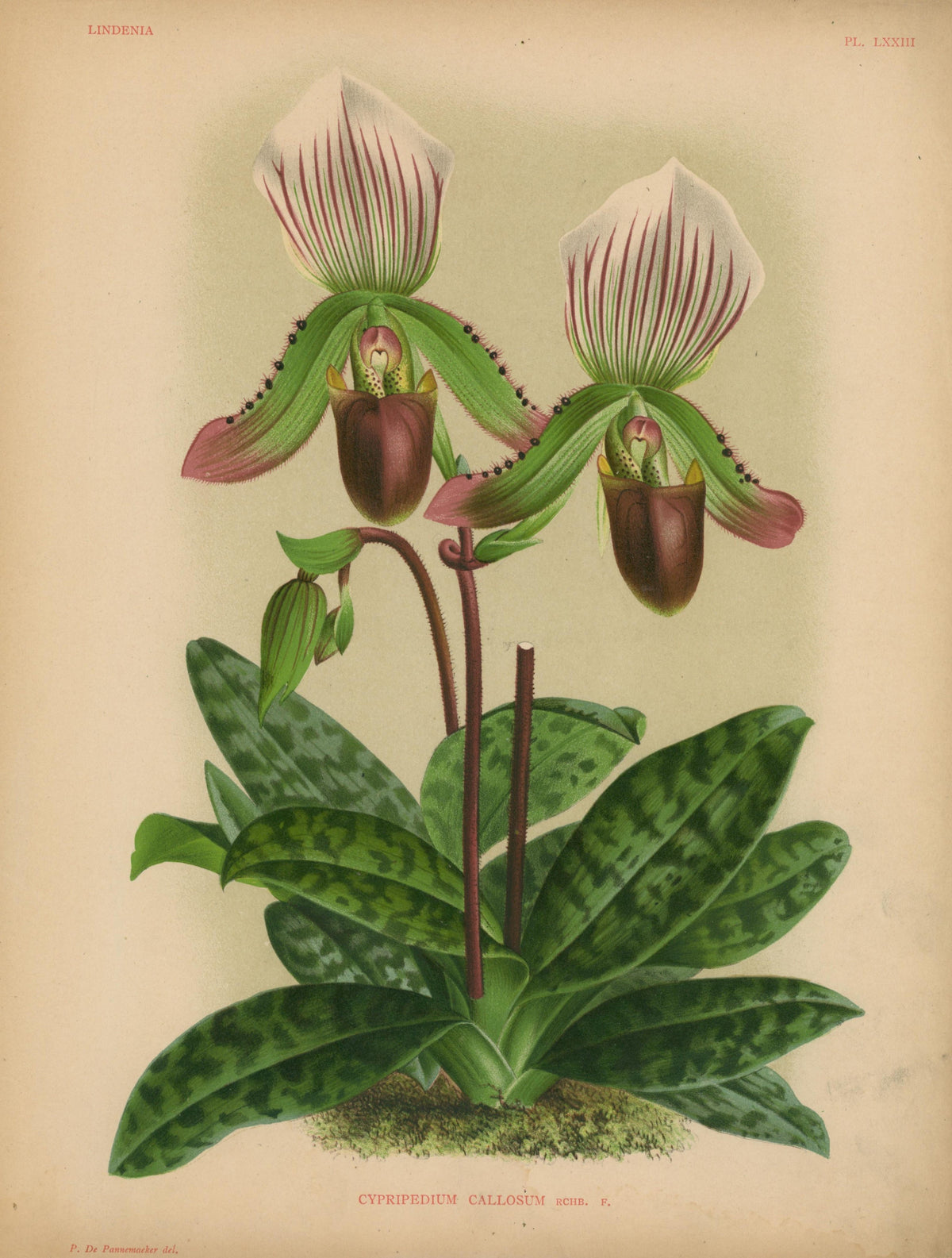 Iconography of Orchids- Chromolithograph