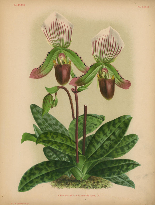 Iconography of Orchids- Chromolithograph - Authentic Vintage Antique Print