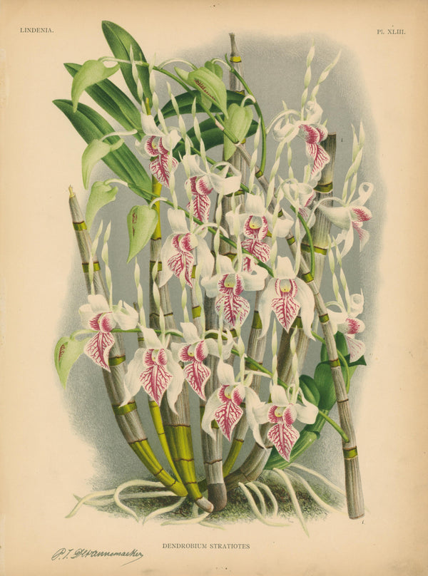 Iconography of Orchids- Chromolithograph - Authentic Vintage Antique Print