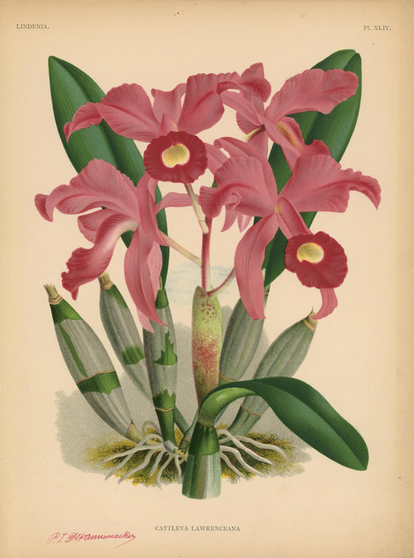 Iconography of Orchids- Chromolithograph - Authentic Vintage Antique Print