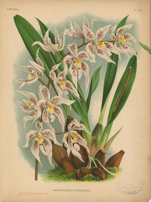 Iconography of Orchids- Chromolithograph - Authentic Vintage Antique Print