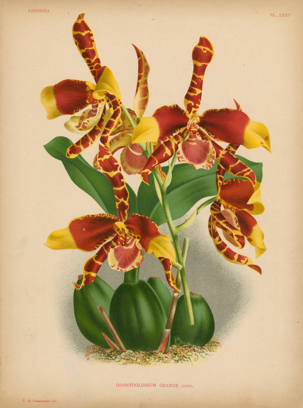 Iconography of Orchids- Chromolithograph - Authentic Vintage Antique Print