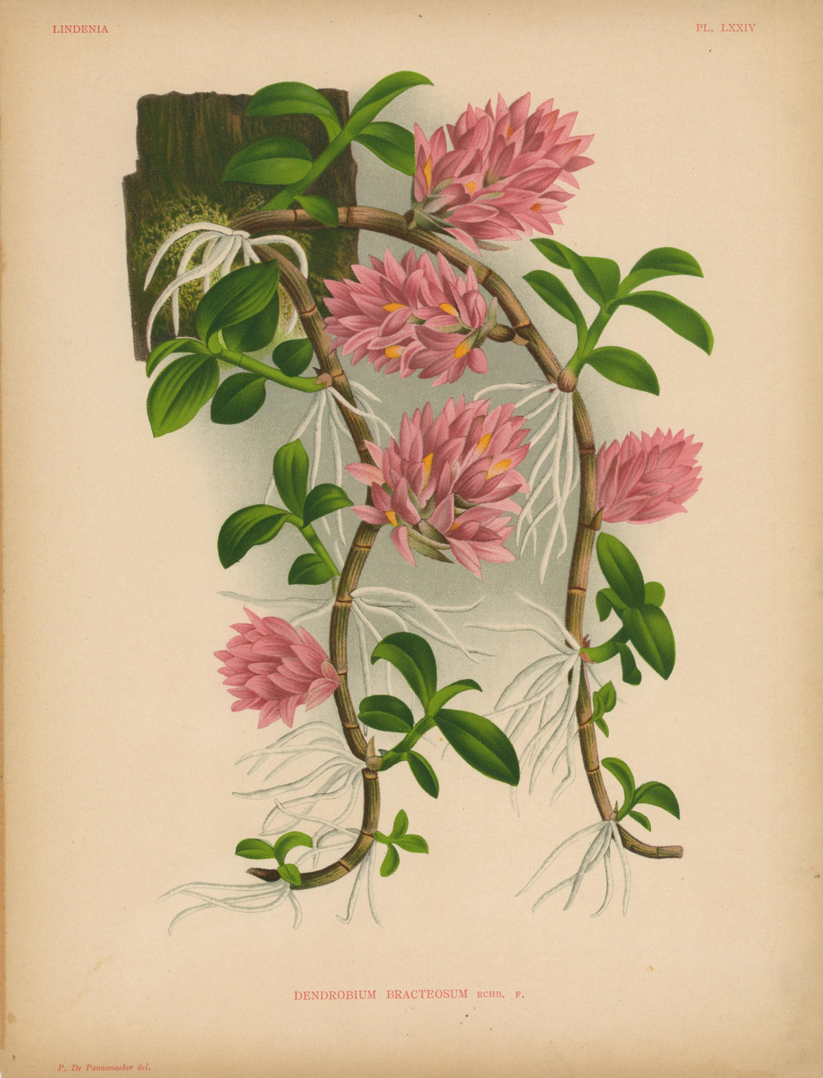 Iconography of Orchids- Chromolithograph