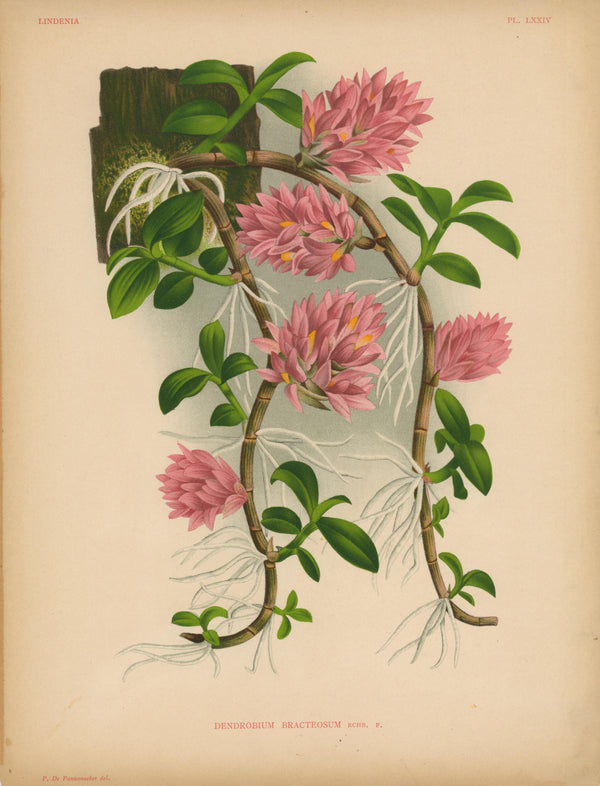 Iconography of Orchids- Chromolithograph - Authentic Vintage Antique Print