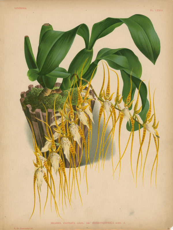 Iconography of Orchids- Chromolithograph - Authentic Vintage Antique Print