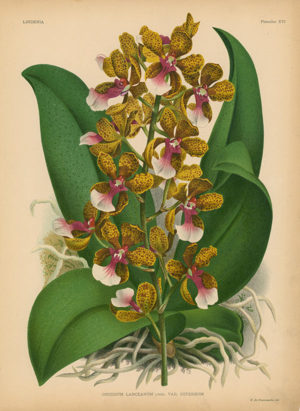 Iconography of Orchids- Chromolithograph - Authentic Vintage Antique Print