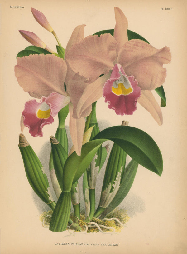 Iconography of Orchids- Chromolithograph - Authentic Vintage Antique Print