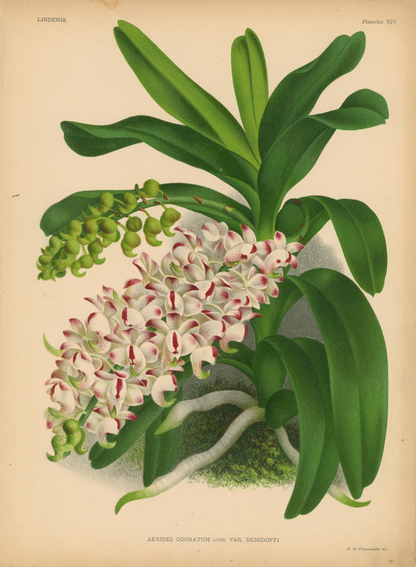 Iconography of Orchids- Chromolithograph - Authentic Vintage Antique Print