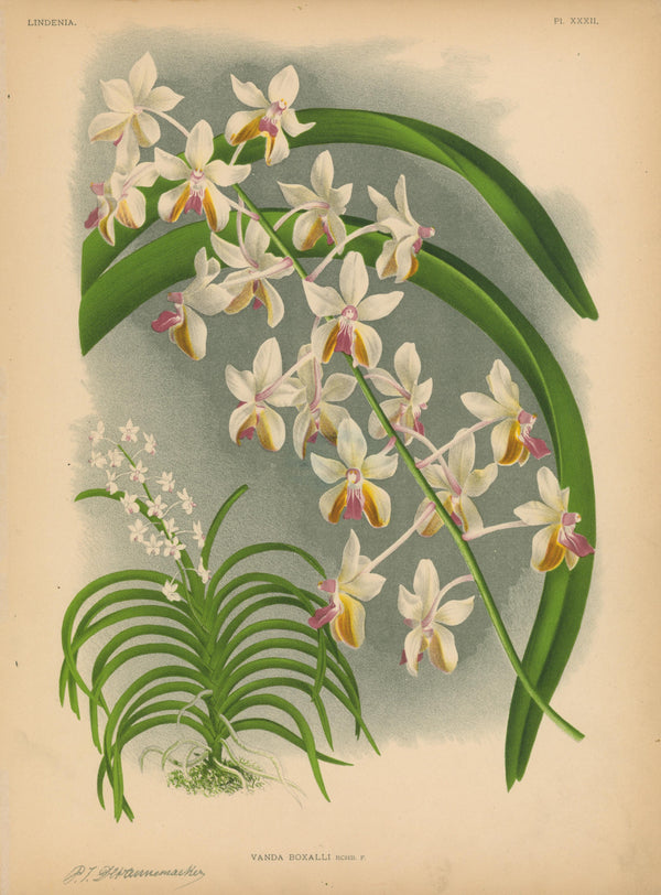 Iconography of Orchids- Chromolithograph - Authentic Vintage Antique Print