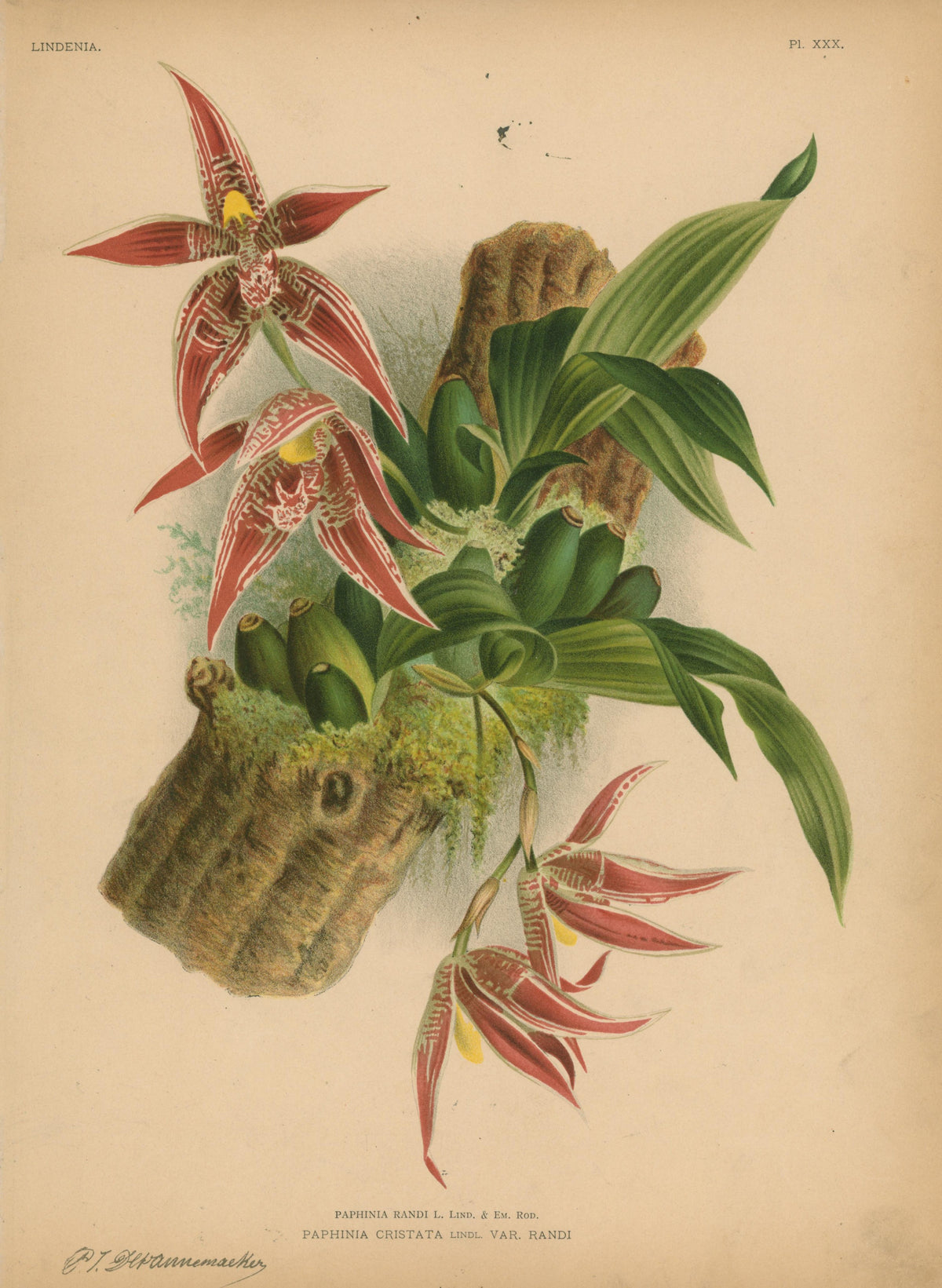 Iconography of Orchids- Chromolithograph - Authentic Vintage Antique Print