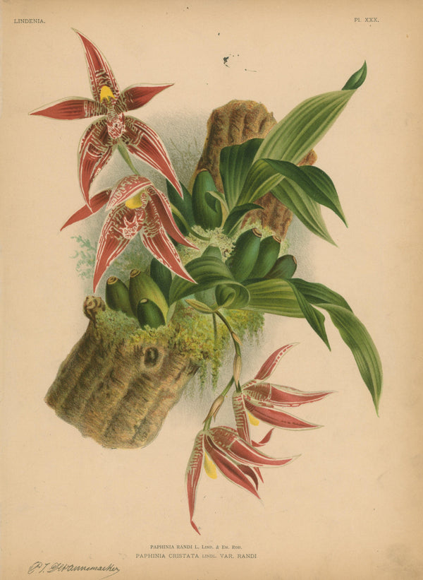 Iconography of Orchids- Chromolithograph - Authentic Vintage Antique Print