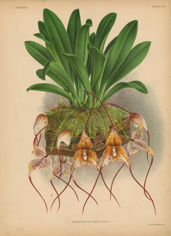 Iconography of Orchids- Chromolithograph - Authentic Vintage Antique Print