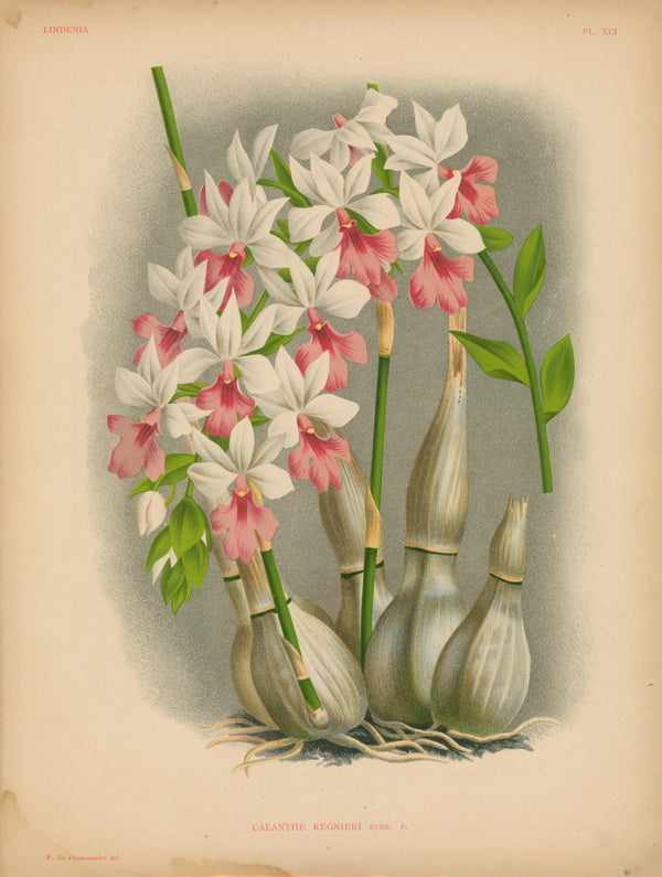 Iconography of Orchids- Chromolithograph - Authentic Vintage Antique Print