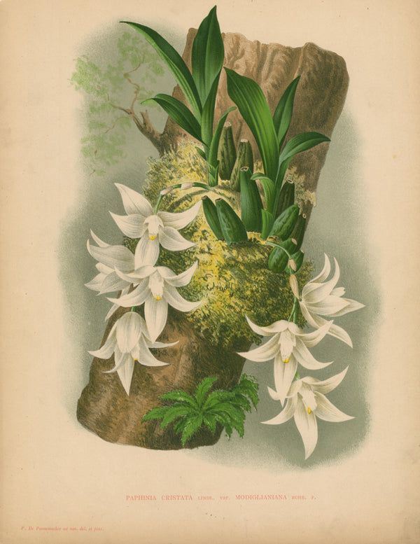 Iconography of Orchids- Chromolithograph - Authentic Vintage Antique Print