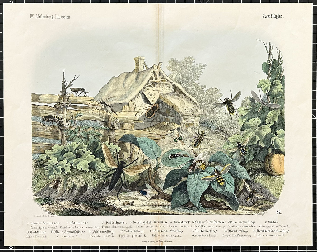Bees, Gadfly, Horsefly, & Mosquito, Hand Colored Engraving - Original Antique Print: