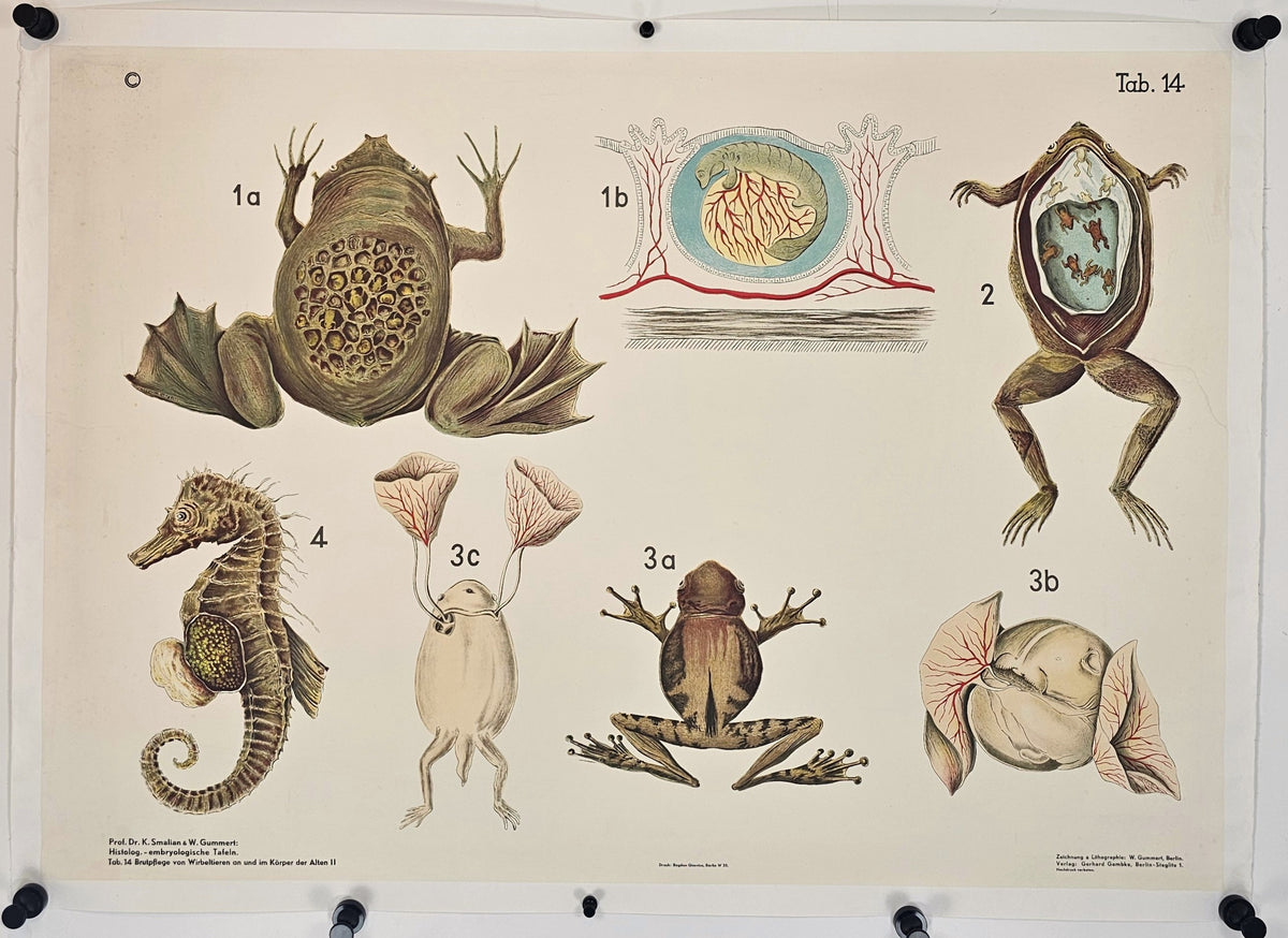 Biological Chart, Toads - Original Vintage Poster