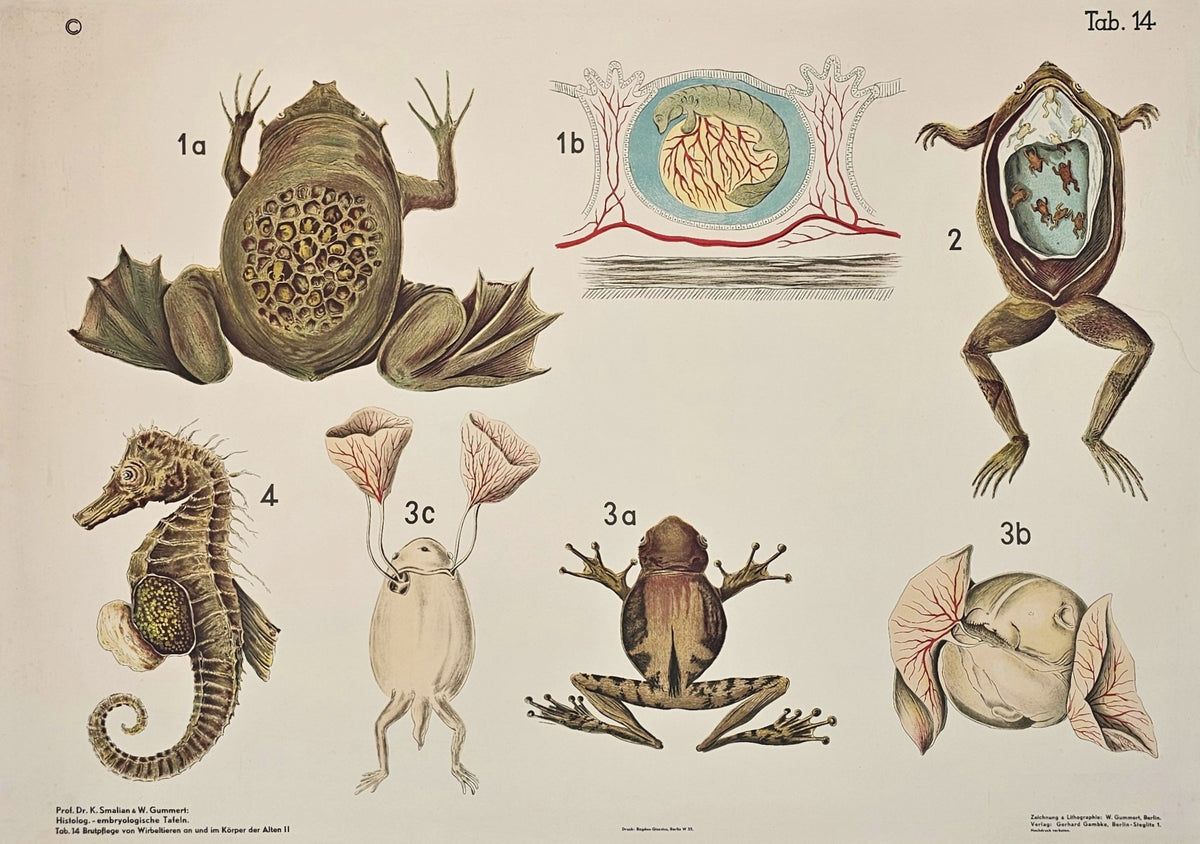 Biological Chart, Toads - Original Vintage Poster