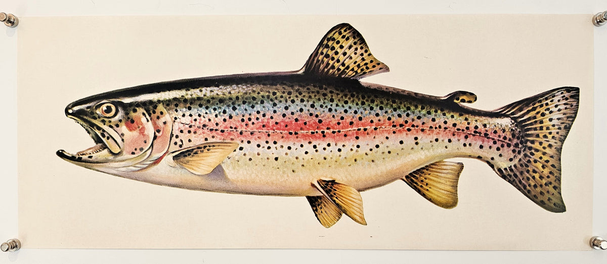 Rainbow Trout - Original Vintage Poster