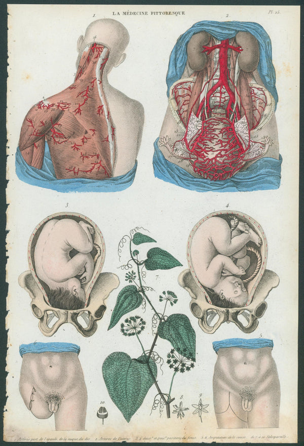 Plate 25 - Original Antique Print: