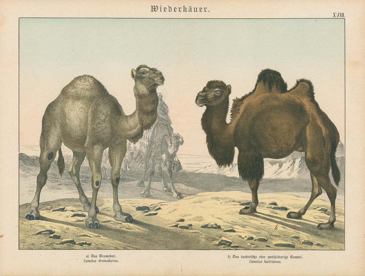 Dromedary and Bactrian Camel - Original Antique Print: