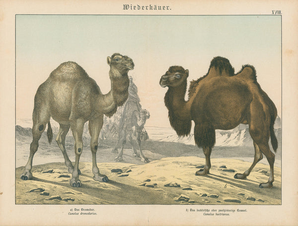 Dromedary and Bactrian Camel - Original Antique Print: