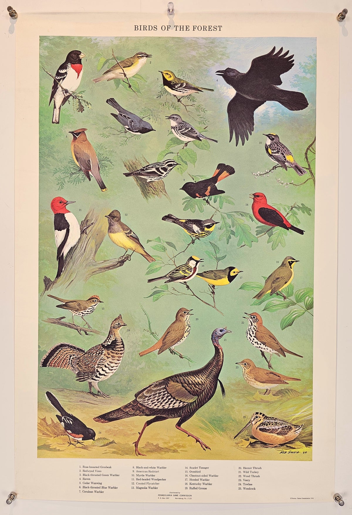 Birds of the Forests - Original Vintage Poster