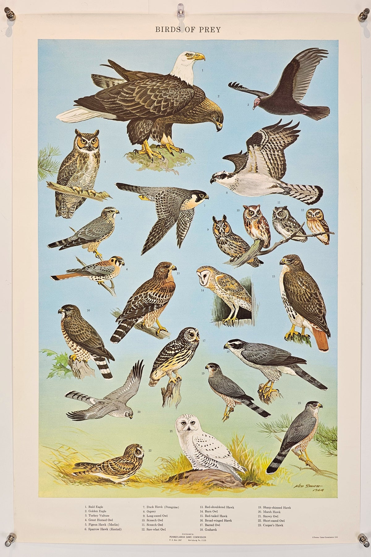 Birds of Prey - Original Vintage Poster