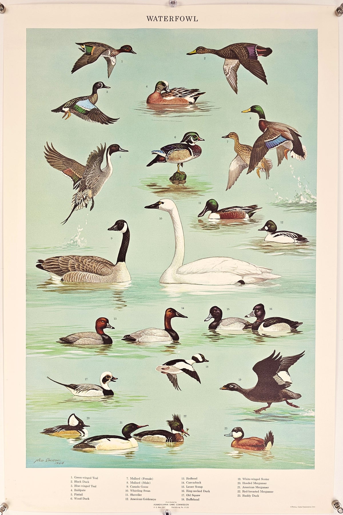 Waterfowl - Original Vintage Poster